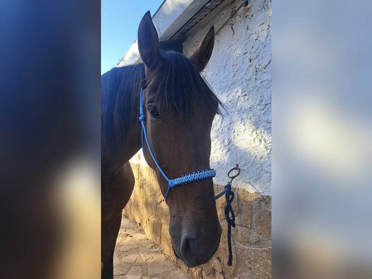 Lusitanos Caballo castrado 8 años 171 cm Castaño claro in Gojar