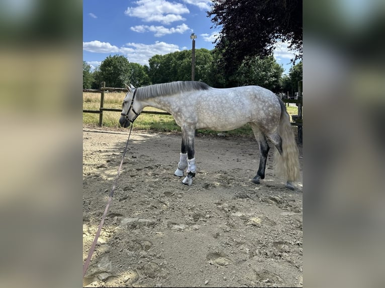 Lusitanos Caballo castrado 8 años in Pulheim