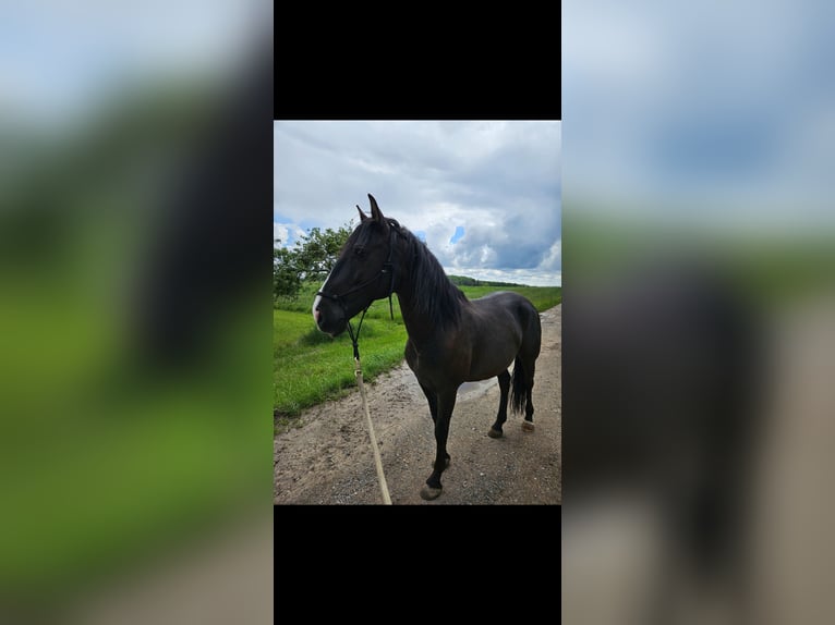 Lusitanos Mestizo Caballo castrado 9 años 155 cm in Weiterswiller