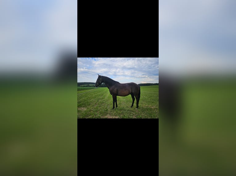 Lusitanos Mestizo Caballo castrado 9 años 155 cm in Weiterswiller