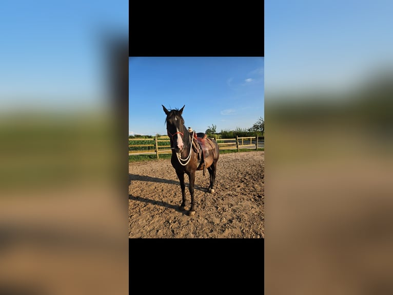 Lusitanos Mestizo Caballo castrado 9 años 155 cm in Weiterswiller