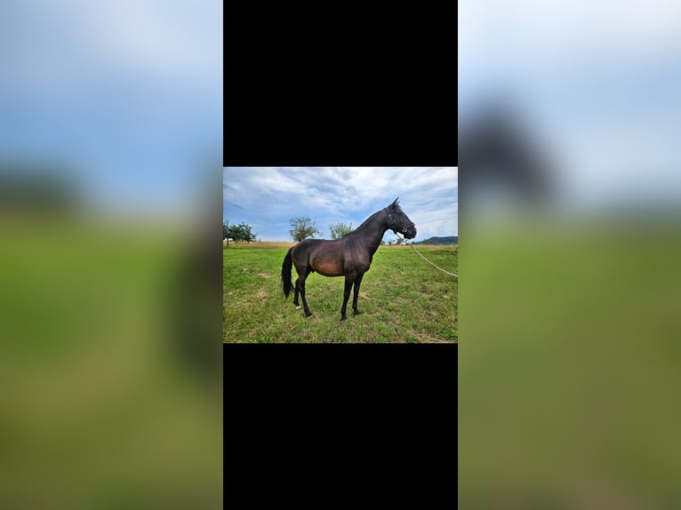 Lusitanos Mestizo Caballo castrado 9 años 155 cm in Weiterswiller