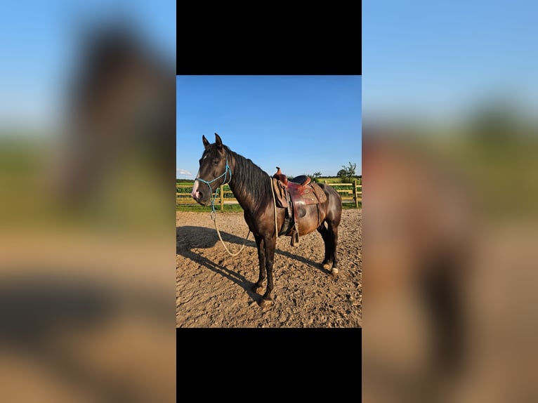 Lusitanos Mestizo Caballo castrado 9 años 155 cm in Weiterswiller