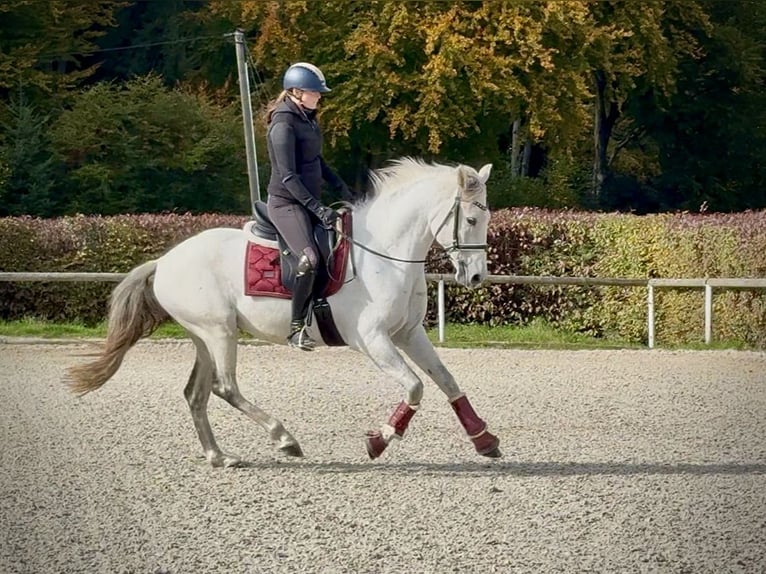 Lusitanos Caballo castrado 9 años 155 cm Tordo in Neustadt (Wied)