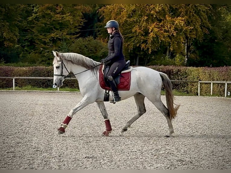 Lusitanos Caballo castrado 9 años 155 cm Tordo in Neustadt (Wied)