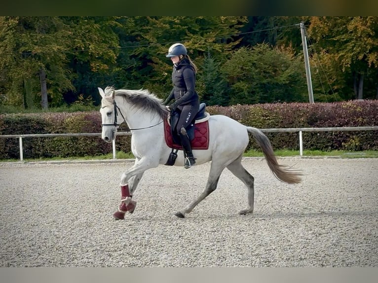 Lusitanos Caballo castrado 9 años 155 cm Tordo in Neustadt (Wied)