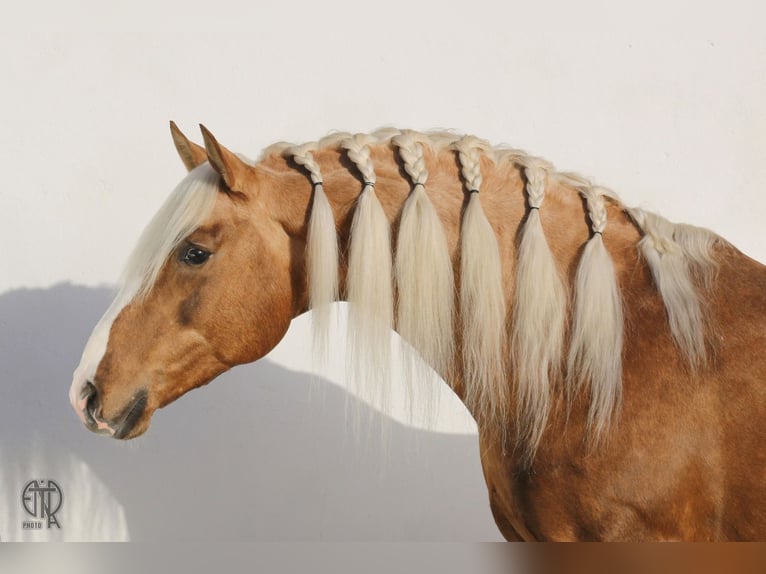 Lusitanos Caballo castrado 9 años 156 cm Palomino in Terrugem
