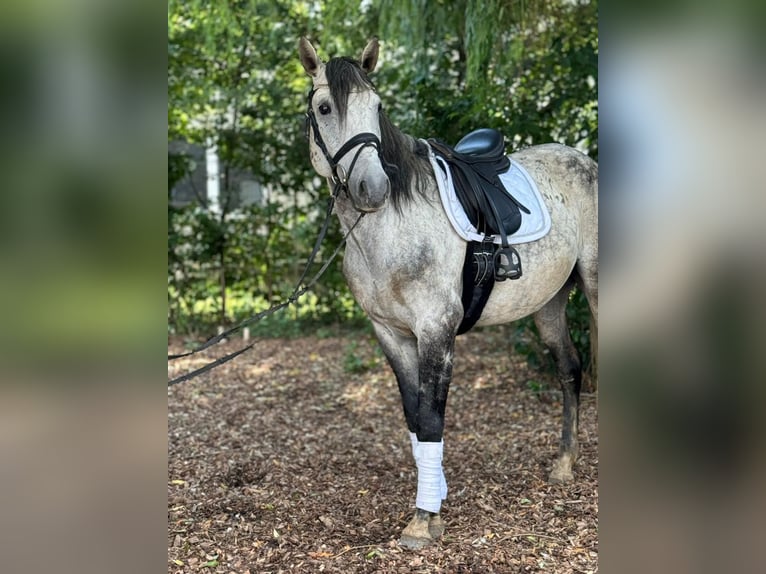 Lusitanos Caballo castrado 9 años 157 cm Tordo in Schwäbisch Gmünd