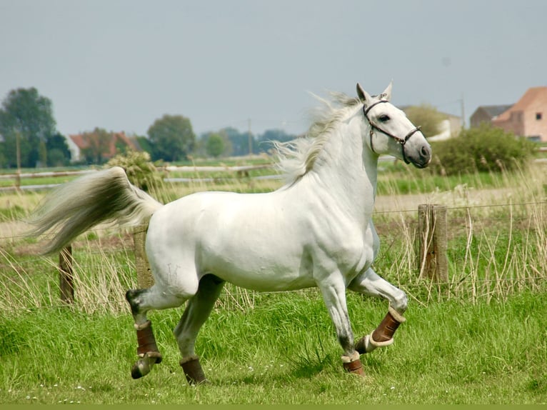 Lusitanos Caballo castrado 9 años 163 cm Tordo in Bredene