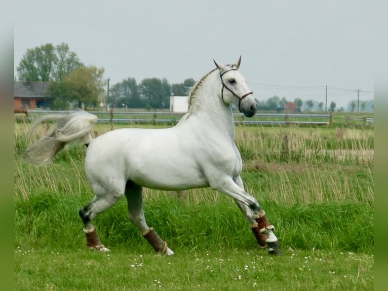 Lusitanos Caballo castrado 9 años 163 cm Tordo in Bredene