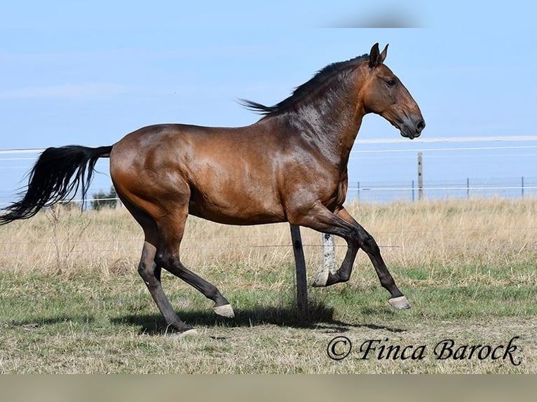 Lusitanos Caballo castrado 9 años 164 cm Castaño in Wiebelsheim