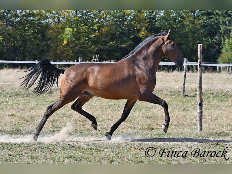Lusitanos Caballo castrado 9 años 164 cm Castaño in Wiebelsheim
