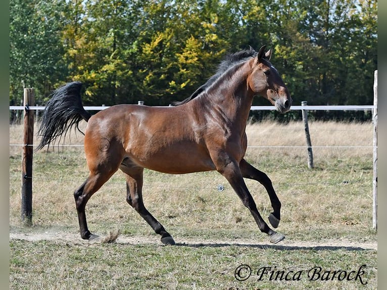 Lusitanos Caballo castrado 9 años 164 cm Castaño in Wiebelsheim