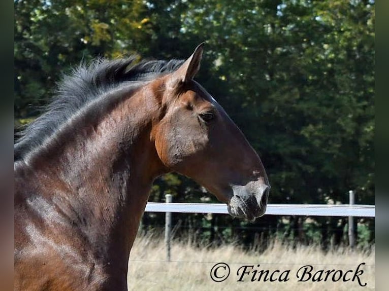 Lusitanos Caballo castrado 9 años 164 cm Castaño in Wiebelsheim