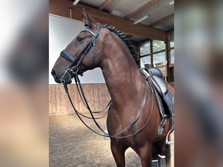 Lusitanos Caballo castrado 9 años 164 cm Castaño in Thyrow