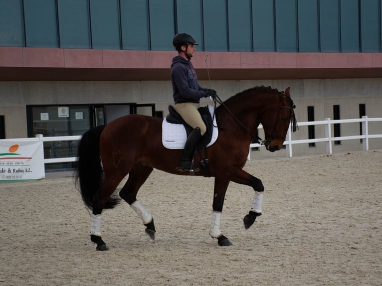 Lusitanos Caballo castrado 9 años 164 cm Castaño in Tizneros
