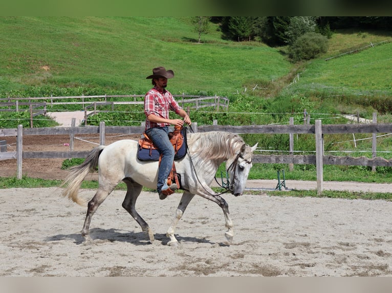 Lusitanos Caballo castrado 9 años 164 cm Tordo in Achenkirch