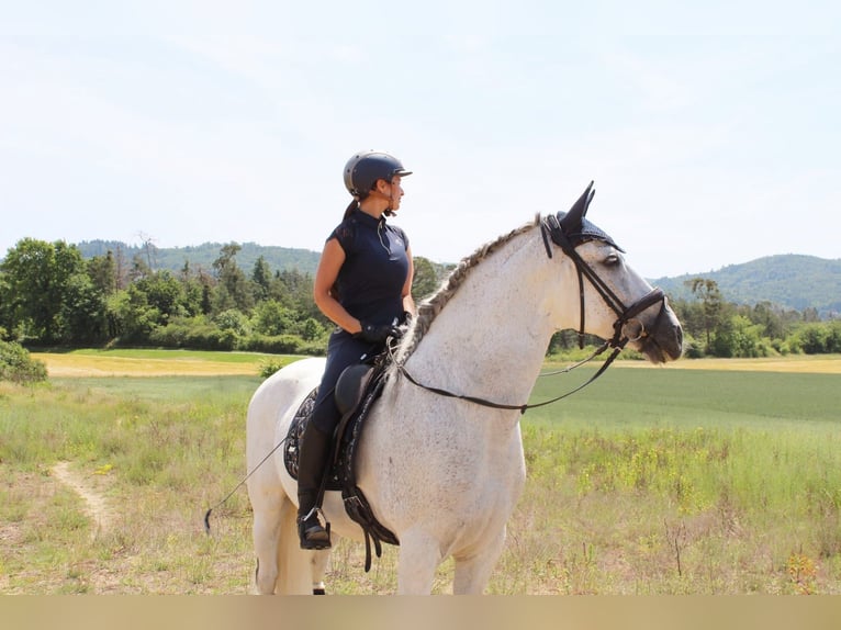 Lusitanos Caballo castrado 9 años 164 cm Tordo in Seeheim-Jugenheim