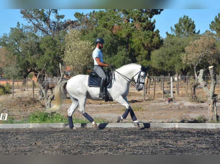 Lusitanos Caballo castrado 9 años 165 cm Tordo in Agua Derramada