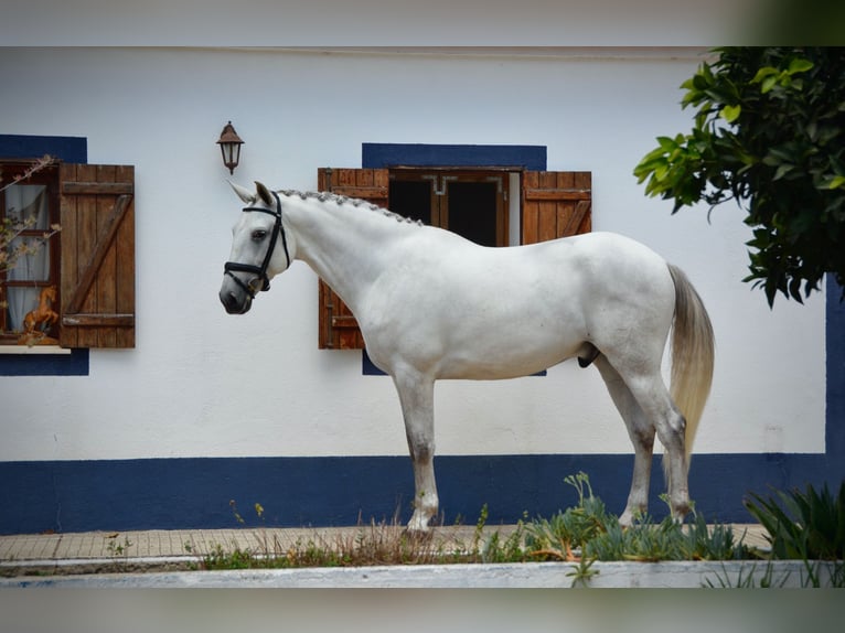 Lusitanos Caballo castrado 9 años 165 cm Tordo in Agua Derramada