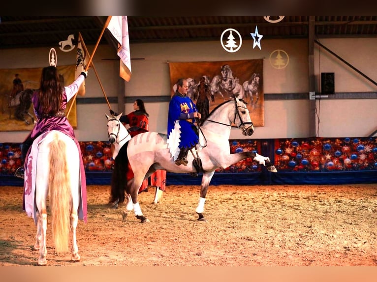 Lusitanos Mestizo Caballo castrado 9 años 167 cm Bayo in Vendée