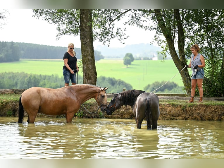 Lusitanos Caballo castrado 9 años 168 cm Buckskin/Bayo in Gräfelfing