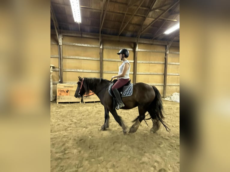 Lusitanos Caballo castrado Potro (01/2026) 152 cm Alazán-tostado in South Lyon