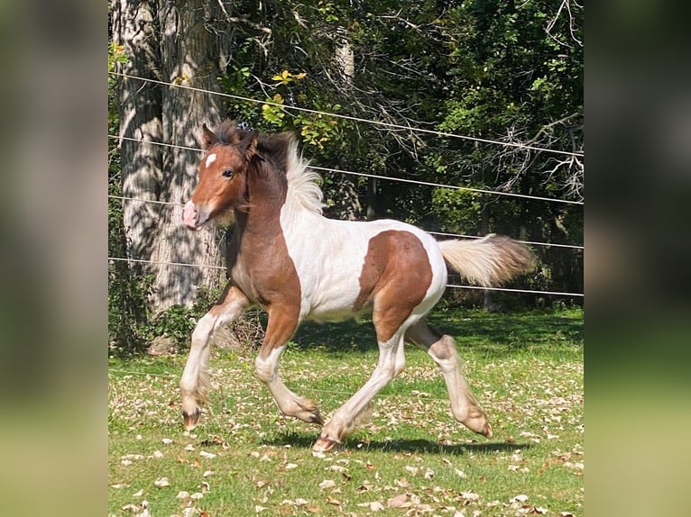 Lusitanos Caballo castrado Potro (01/2026) 152 cm Alazán-tostado in South Lyon