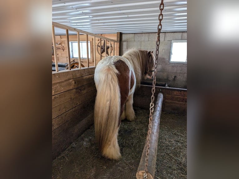 Lusitanos Caballo castrado Potro (01/2026) 152 cm Alazán-tostado in South Lyon
