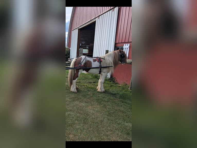 Lusitanos Caballo castrado Potro (01/2026) 152 cm Alazán-tostado in South Lyon