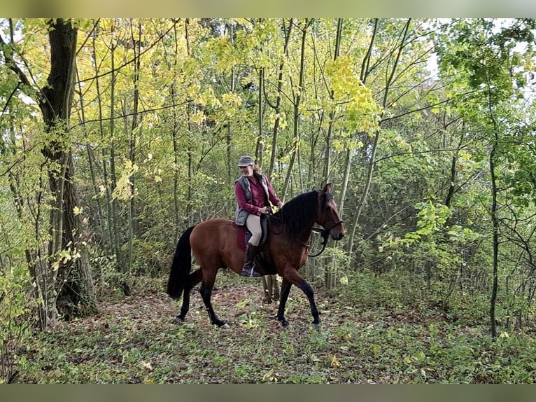 Lusitanos Hengst 10 Jahre 160 cm Buckskin in Dreieich