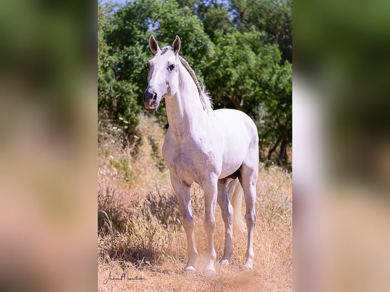 Lusitanos Hengst 10 Jahre 160 cm Schimmel in Vila Viçosa