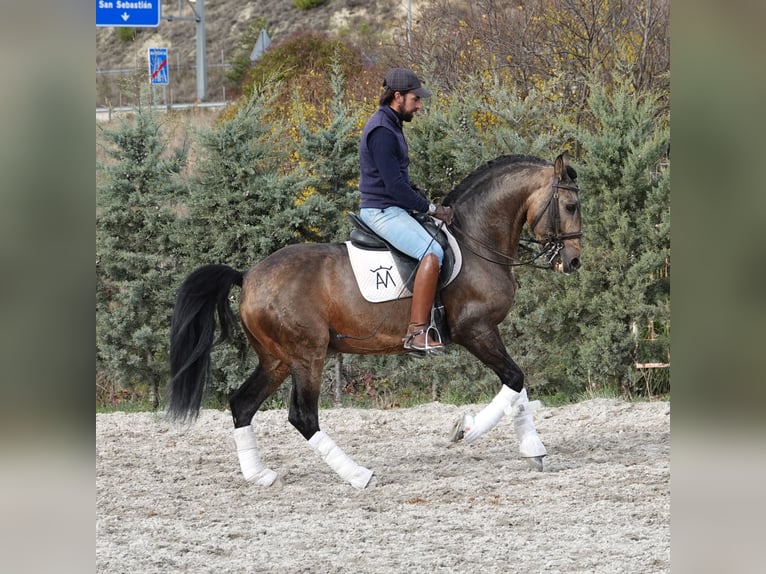 Lusitanos Hengst 10 Jahre 162 cm Falbe in Aeropuerto De Noain (Pamplona)