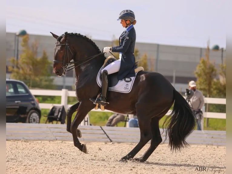 Lusitanos Hengst 10 Jahre 162 cm Rappe in Lissabon