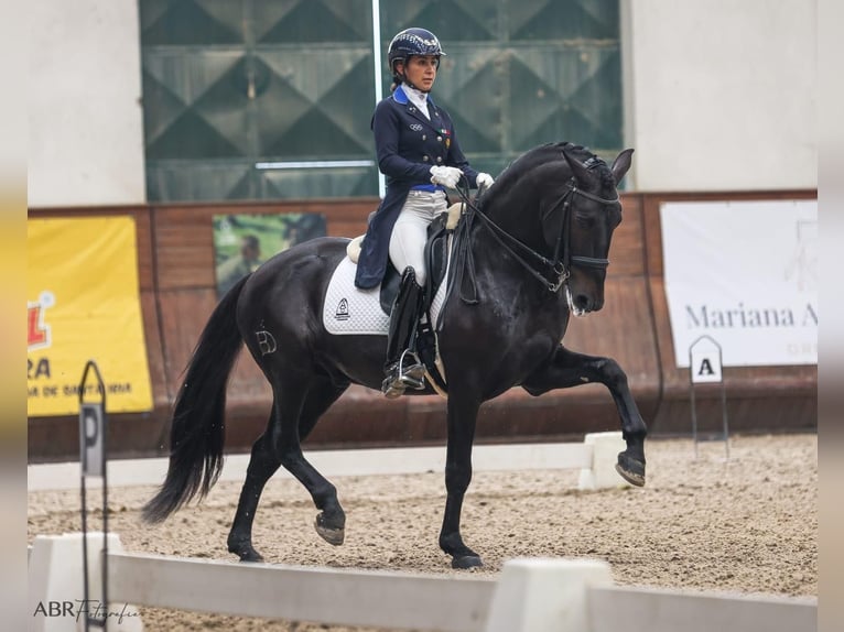 Lusitanos Hengst 10 Jahre 162 cm Rappe in Lissabon
