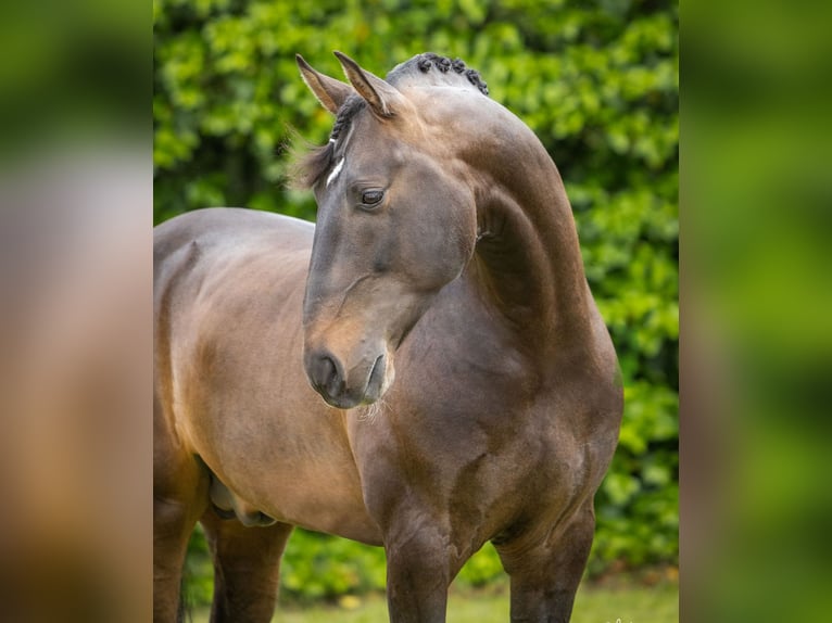 Lusitanos Hengst 10 Jahre 163 cm Schwarzbrauner in Lisboa
