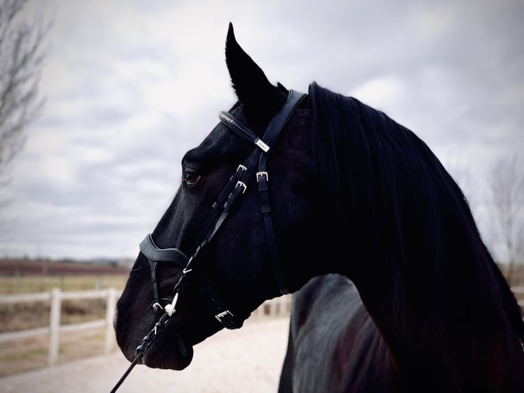 Lusitanos Mix Hengst 10 Jahre 165 cm Rappe in Gijon
