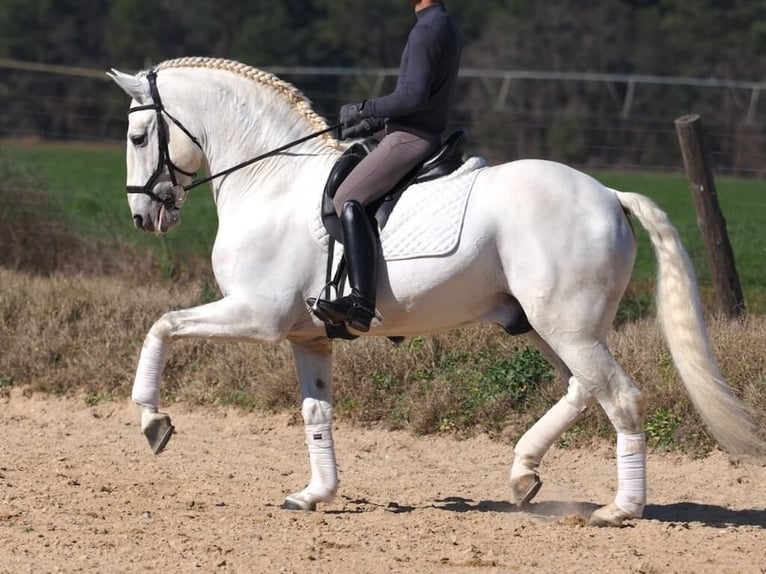 Lusitanos Hengst 10 Jahre 165 cm Schimmel in Navas Del Madroño