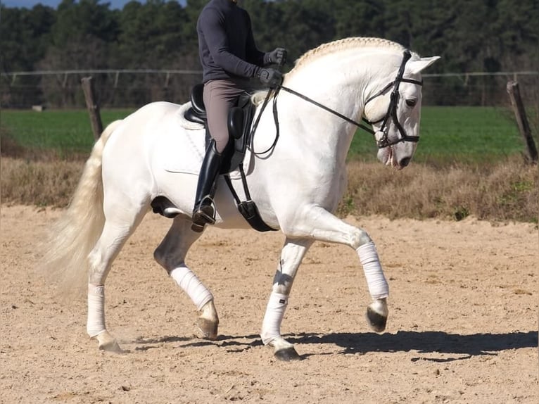 Lusitanos Hengst 10 Jahre 165 cm Schimmel in Navas Del Madro&#xF1;o