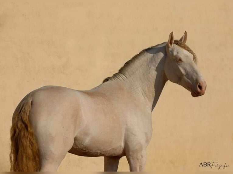 Lusitanos Hengst 10 Jahre 169 cm Cremello in Trofa