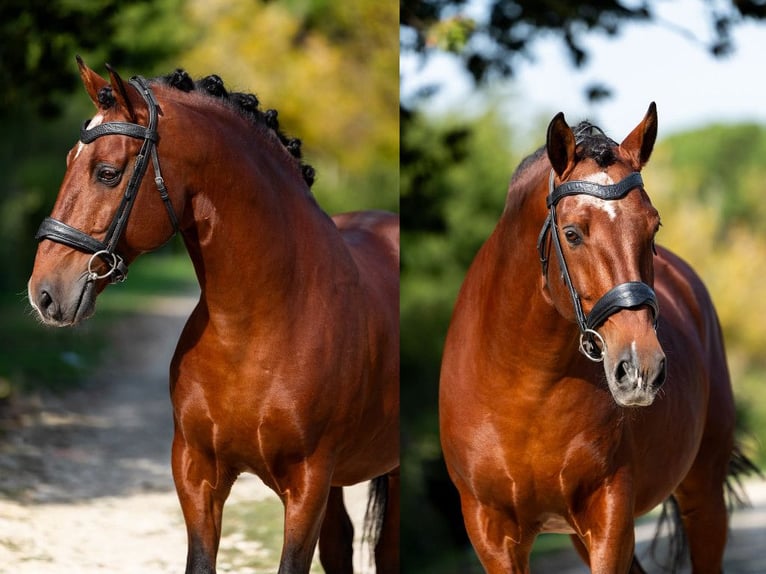 Lusitanos Hengst 11 Jahre 157 cm Brauner in Navas Del Madroño