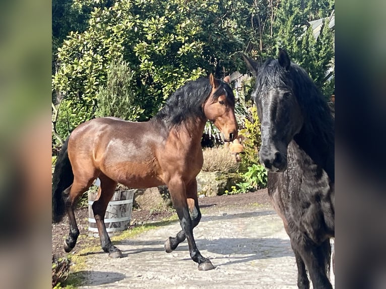 Lusitanos Hengst 11 Jahre 160 cm Buckskin in Dreieich