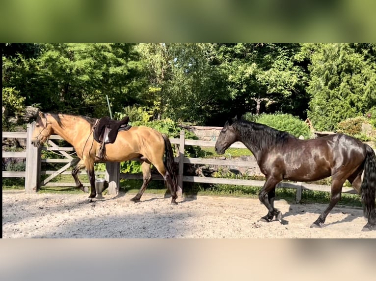 Lusitanos Hengst 11 Jahre 160 cm Buckskin in Dreieich