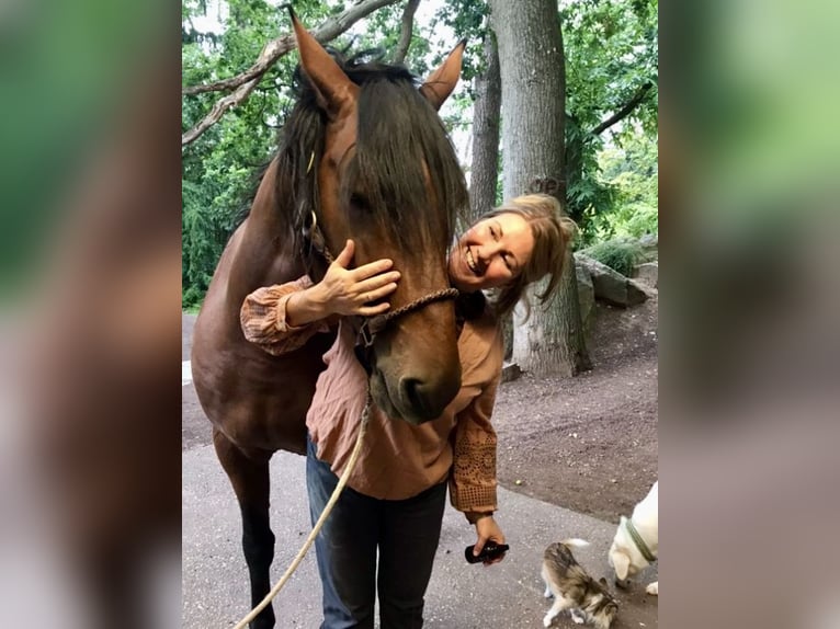 Lusitanos Hengst 11 Jahre 160 cm Buckskin in Dreieich
