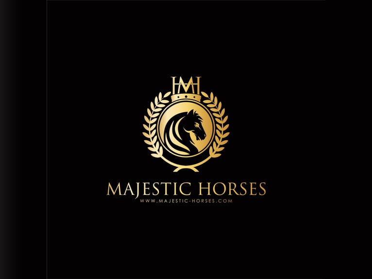 Lusitanos Hengst 11 Jahre 163 cm Apfelschimmel in Martfeld