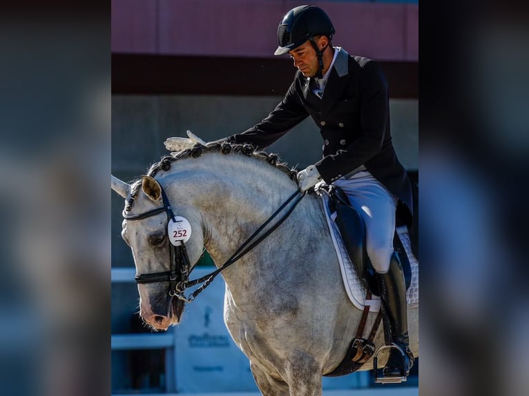 Lusitanos Hengst 11 Jahre 163 cm Apfelschimmel in Martfeld
