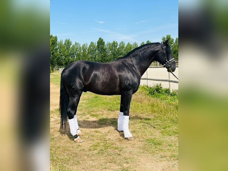Lusitanos Hengst 11 Jahre 163 cm Rappe in Valladolid