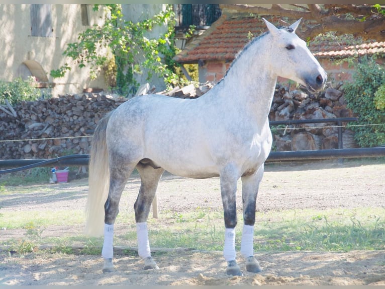 Lusitanos Hengst 11 Jahre 163 cm Schimmel in Arles