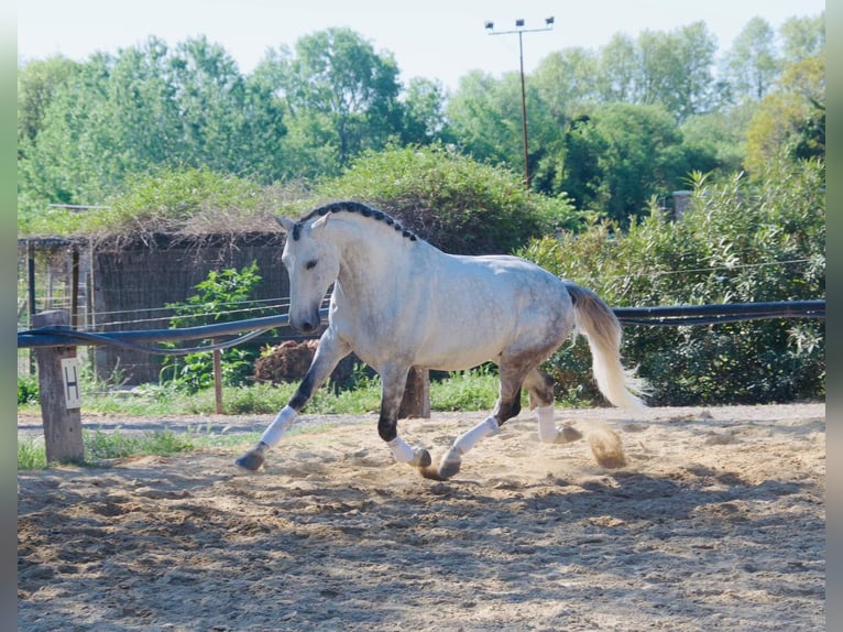Lusitanos Hengst 11 Jahre 163 cm Schimmel in Arles
