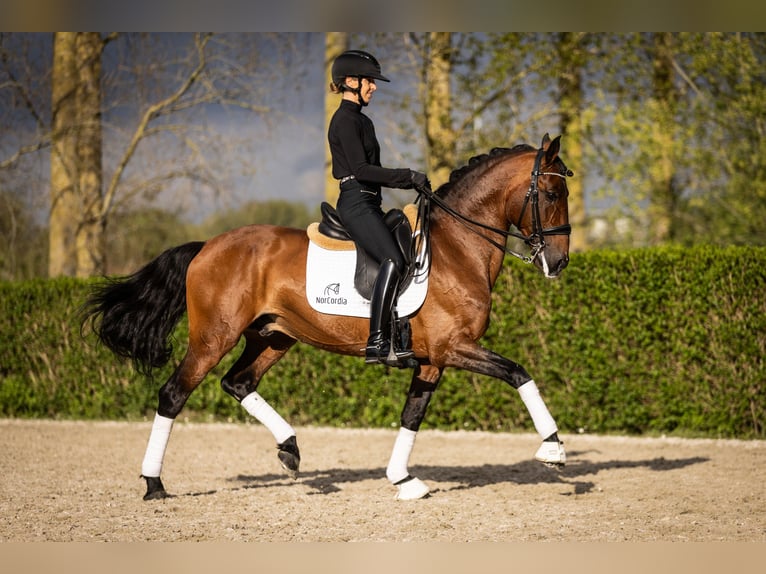 Lusitanos Hengst 11 Jahre 165 cm Brauner in Melle